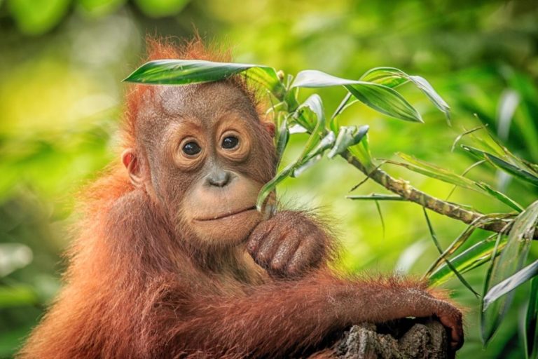 baby orangutan in tree